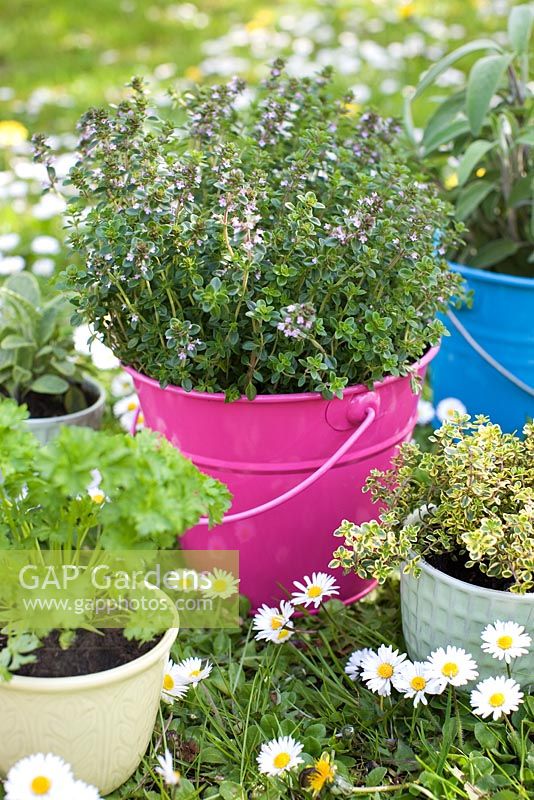Mixed brightly coloured buckets and pots with herbs for a children's garden - Mentha x piperita 'Black Beauty', Salvia officinalis, Salvia officinalis 'Icterina', Rosemary, Thymus citriodorus and Parsley