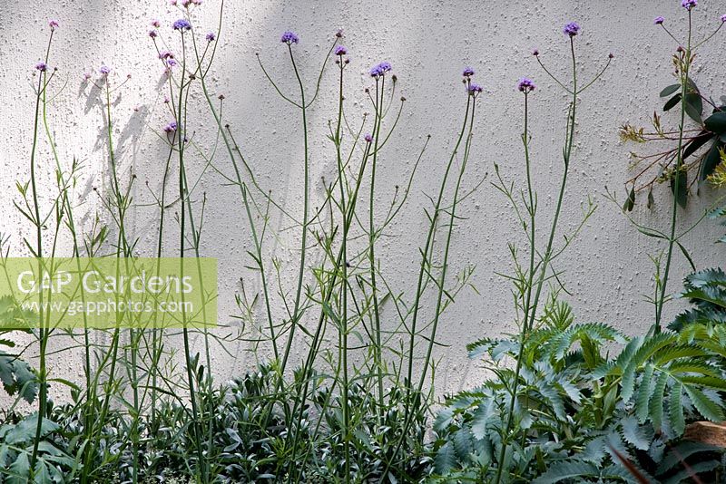 Verbena bonariensis against textured wall with sun and shadows. Garden - The Way Forward, Designers - Zoe Cain, with Jim Buttress VMH and Jocelyn Armitage, for St. Joseph's Hospice and Gardeners' Royal Benevolent Fund