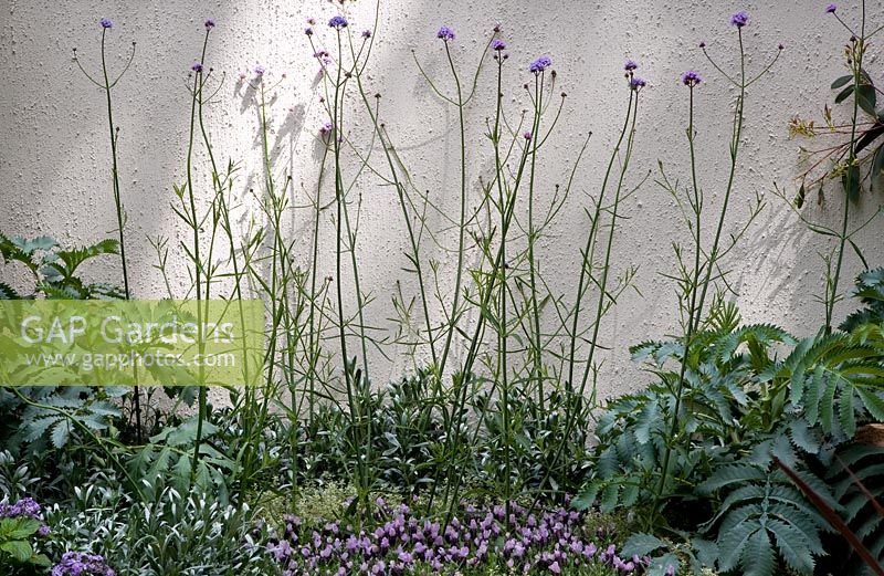 Verbena bonariensis against textured wall with sun and shadows.  The Way Forward, Design - Zoe Cain, with Jim Buttress VMH and Jocelyn Armitage, Sponsor - St Joseph's Hospice and Perennial Gardeners' Royal Benevolent Fund