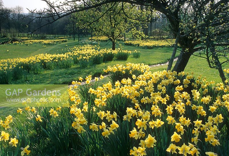 Spring Narcissus en masse at Christopher Lloyd's garden, Great Dixter, Sussex