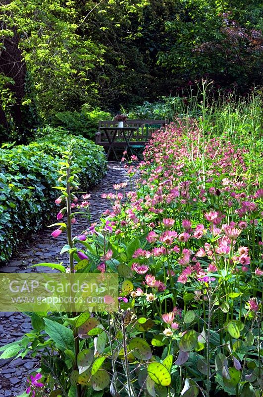 Slate path edged by borders of Ivy Hedera, Astrantia major and Cirsium rivulare leading to seating area