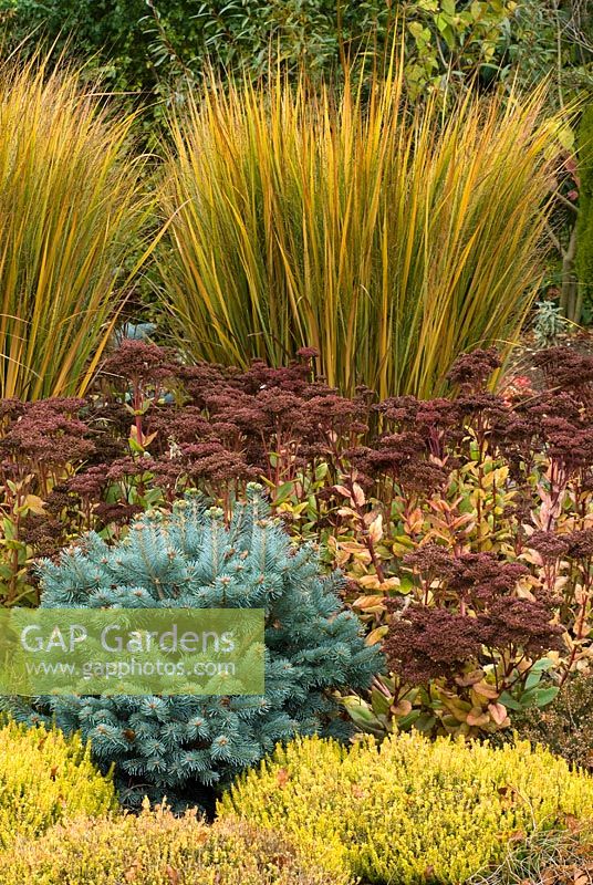 Autumn bed with Abies lasiocarpa var. arizonica 'Compacta', Erica carnea 'Foxhollow', Sedum 'Matrona' and Panicum virgatum 'Northwind - The Winter Garden, Bressingham Gardens, Norfolk