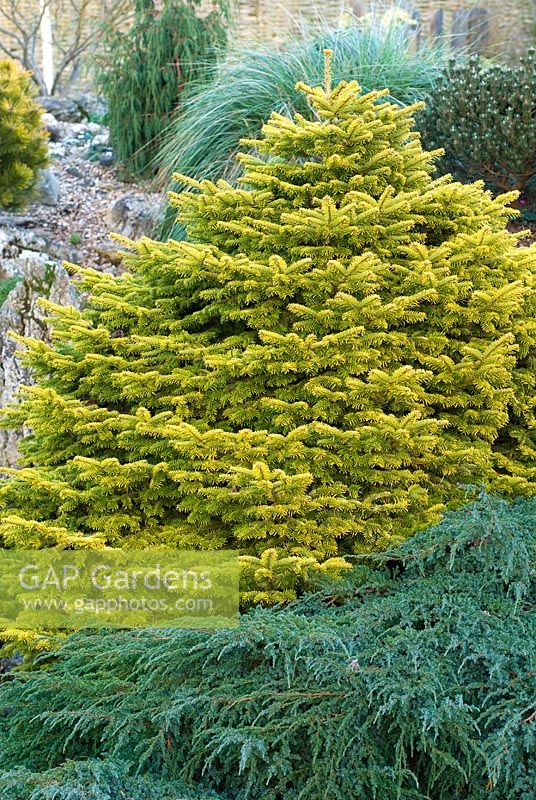 Abies nordmanniana 'Golden Spreader' and Juniperus in February
