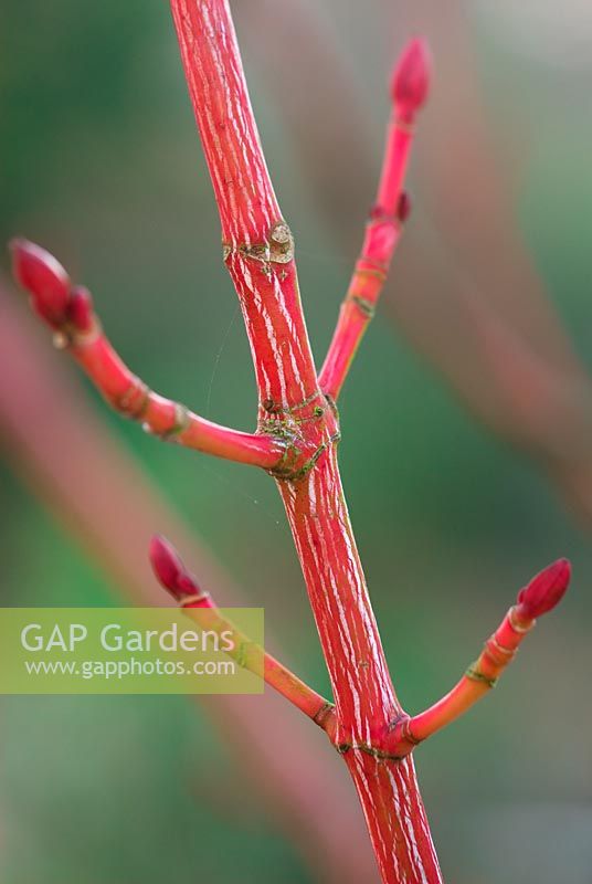 Acer pensylvanicum 'Erythrocladum' Moosewood Maple