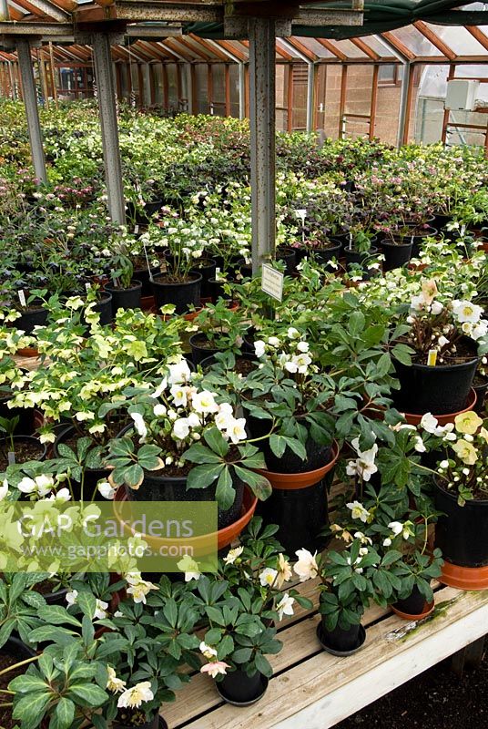 Glasshouse display of Helleborus x hybridus 