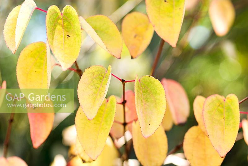 Cercidiphyllum japonicum 'Heronswood Globe' - Katsura Tree