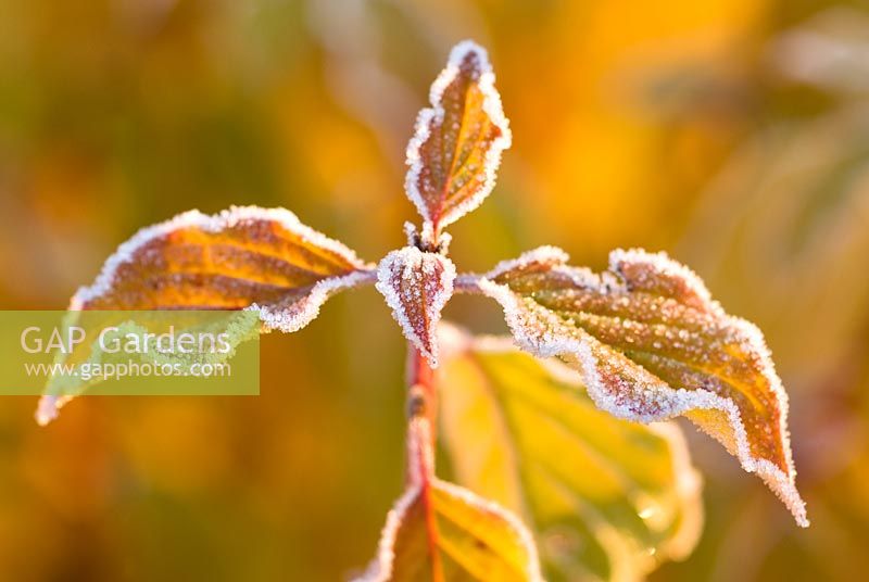 Cornus sanguinea 'Midwinter Fire' - Frosted Dogwood foliage