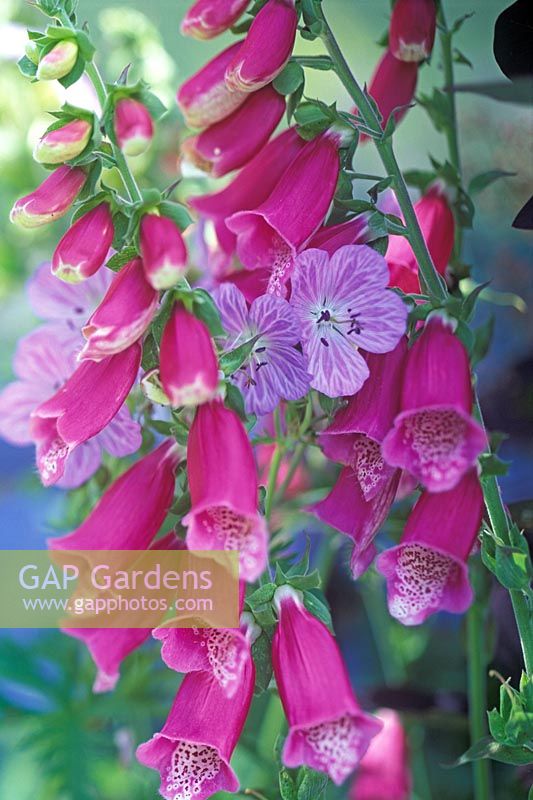 Digitalis purpurea and Geranium pratense 'Mrs Kendall Clarke'