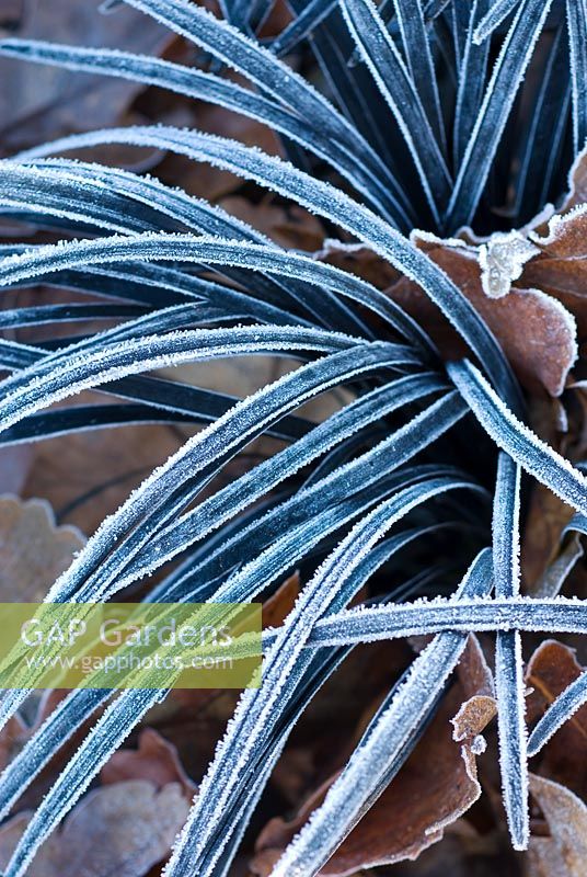 Ophiopogon planiscapus 'Nigrescens' - Frosted Black Mondo Grass