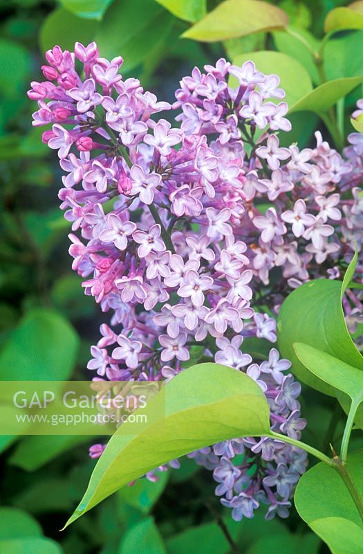 Syringa vulgaris 'Aurea' - Lilac