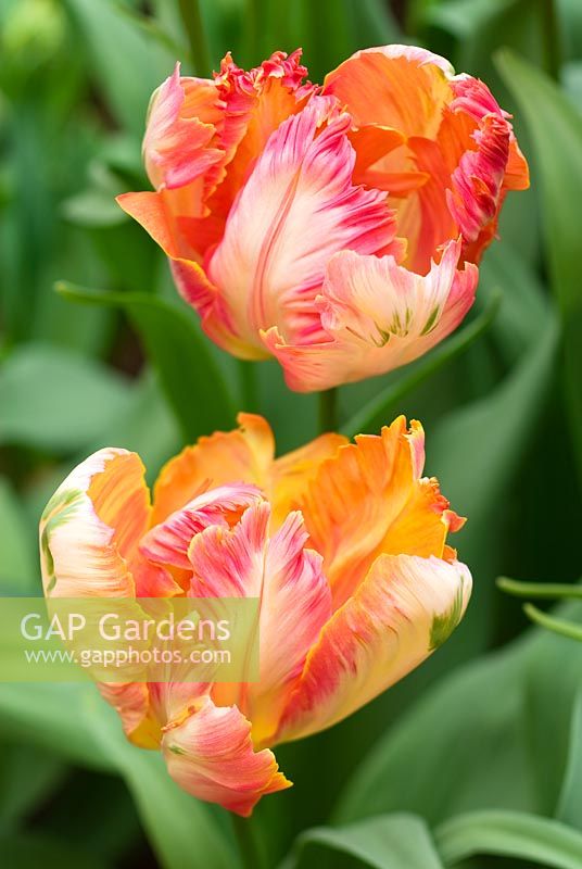 Tulipa 'Apricot Parrot'