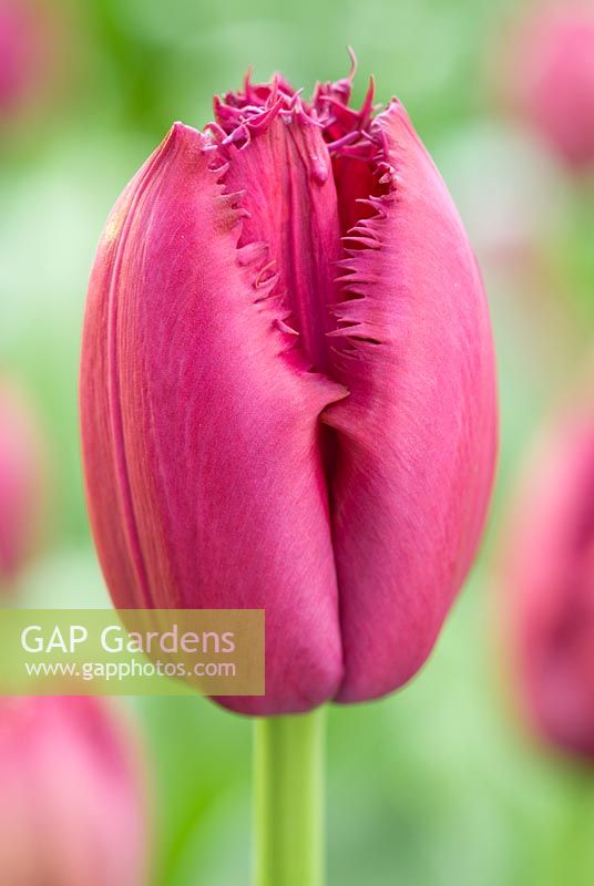 Tulipa 'Curly Sue' - Fringed Group