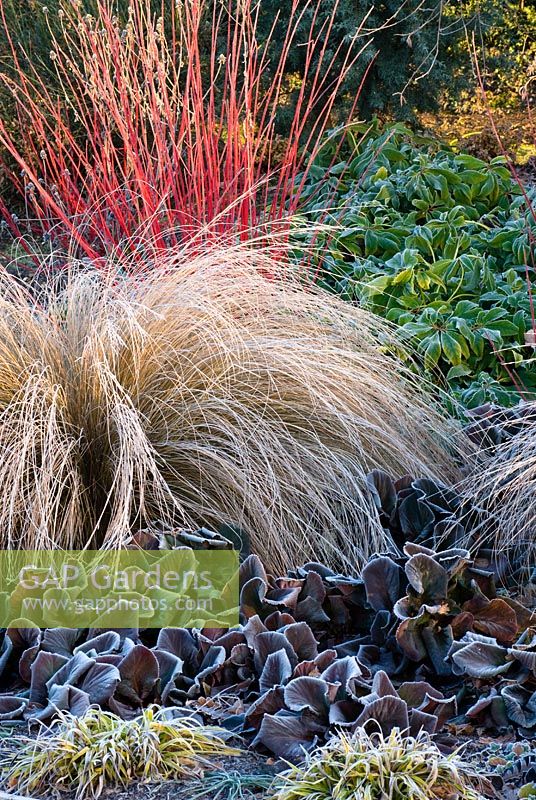 Mixed winter border in the Winter Garden, Bressingham, Norfolk - Bergenia 'Bressingham Ruby', Luzula sylvatica 'Aurea', Chionochloa rubra, Helleborus nigercors and Cornus alba 'Sibirica'