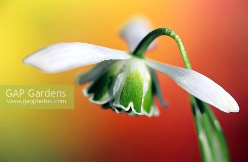 Galanthus 'Ophelia' - Snowdrop