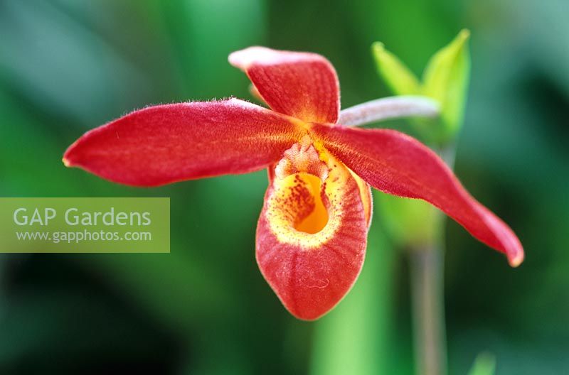 Phragmipedium memoria 'Dick Clements'