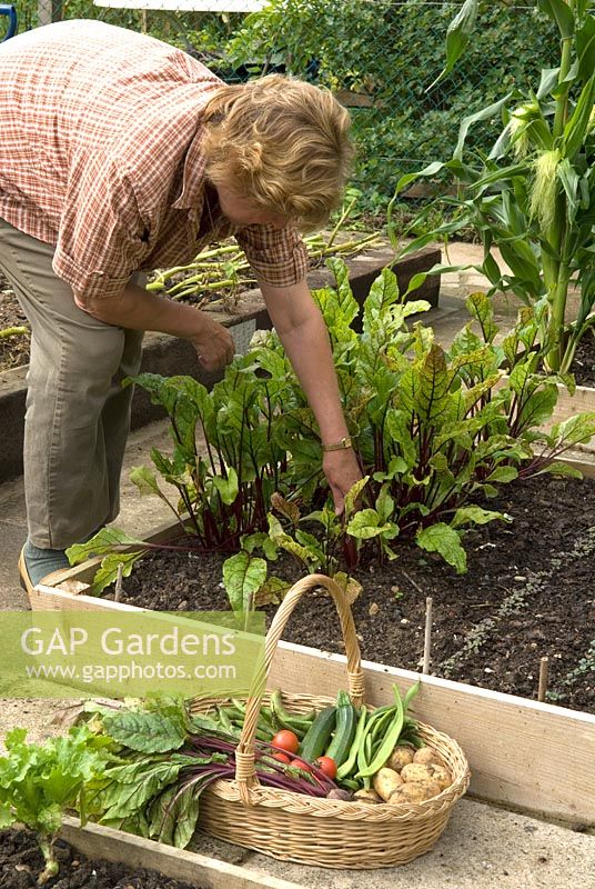 Woman picking Beta vulgaris - beetroot grown in raised bed