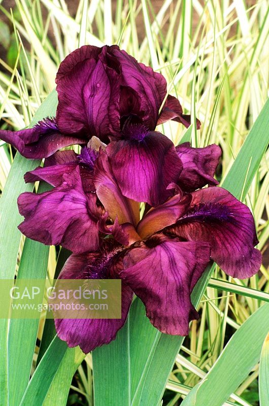 Iris 'Cherry Garden'