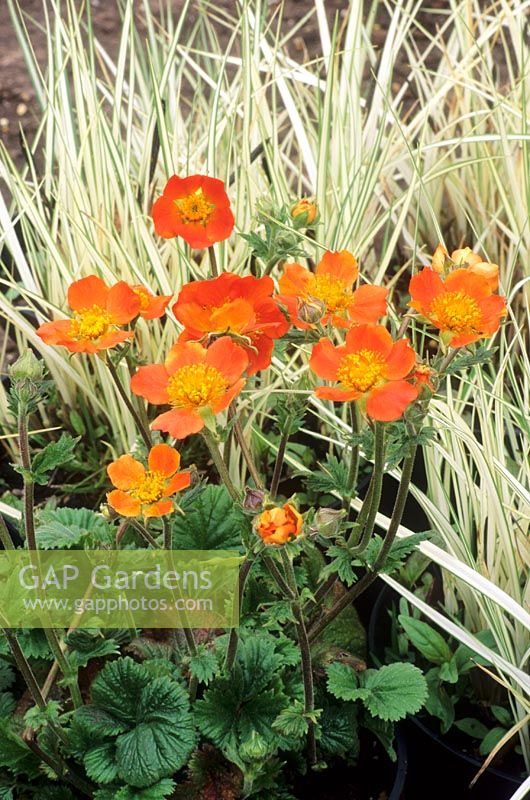 Geum 'Borisii'