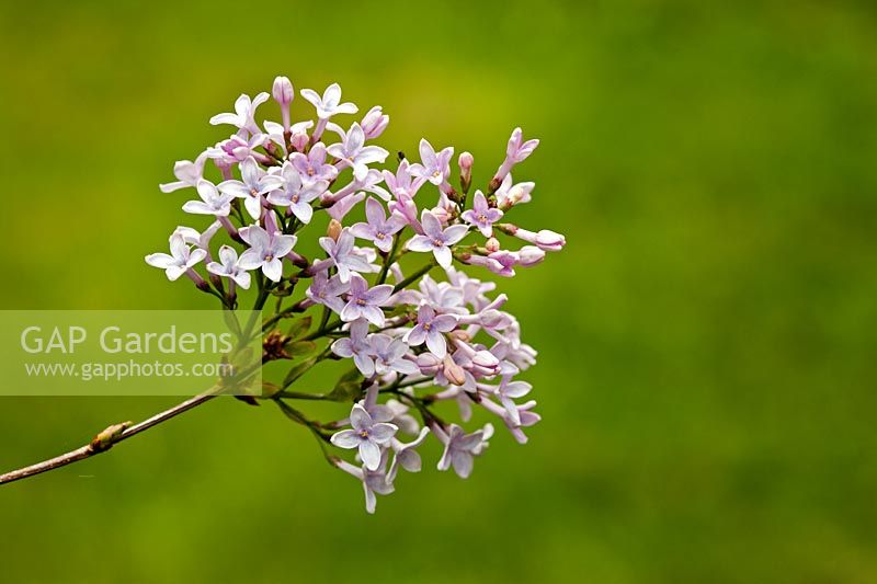 Syringa x persica - Persian Lilac