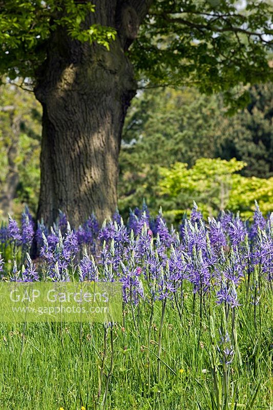 Camassia in a meadow planting 