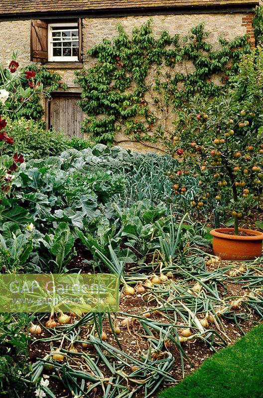 Bed of onion and apple in pot, peach on wall - Potager, Rofford Manor
