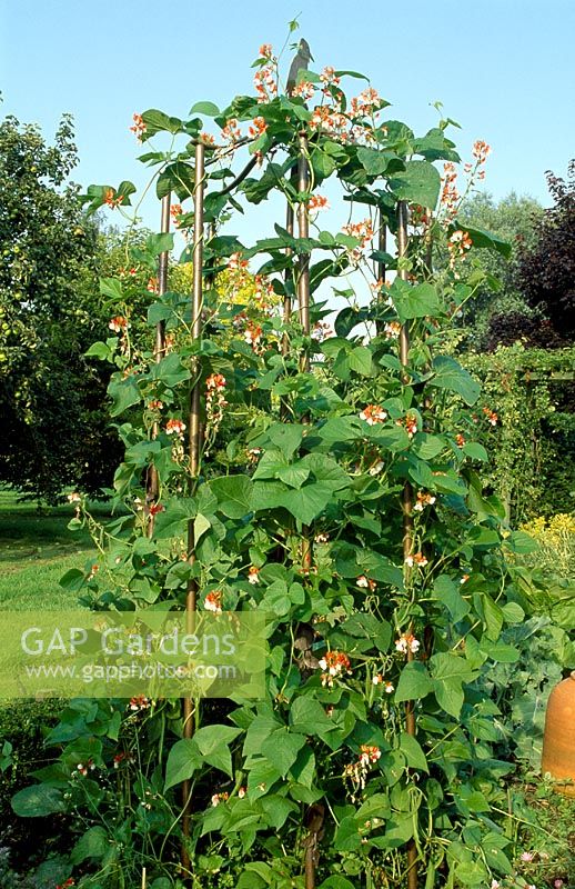 Phaseolus coccineus 'Painted Lady' - Runner beans growing up decorative metal support at Woodpeckers, Warwickshire