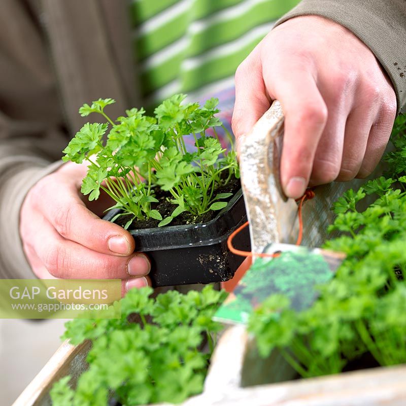 Hands holding tray with parsley seedlings