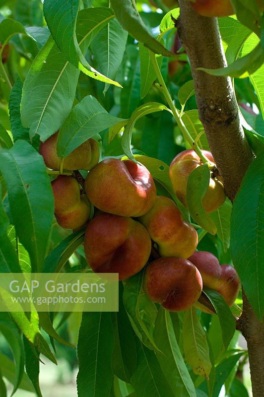 Prunus persicus - Peaches
