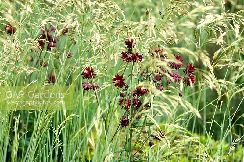 The Savills Garden - RHS Chelsea Flower Show 2008. Designer - Philip Nixon.  Planting detail of dark red Aquilegia vulgaris var stellata and Stipa gigantea.