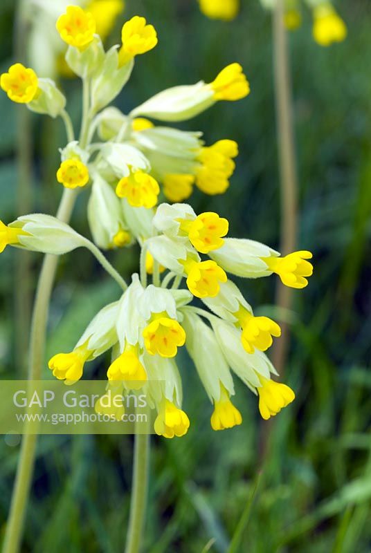 Primula veris - Cowslip