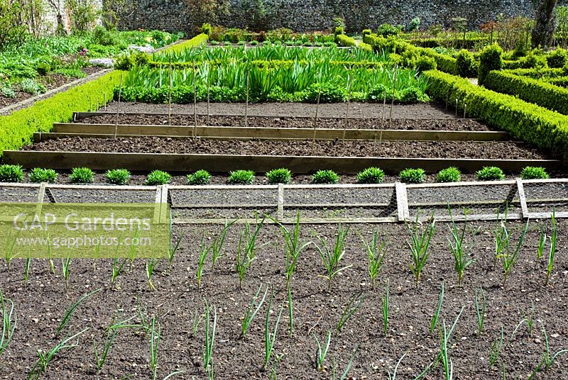 Spring vegetable/cutting beds in walled kitchen garden with onions and garlic in foreground