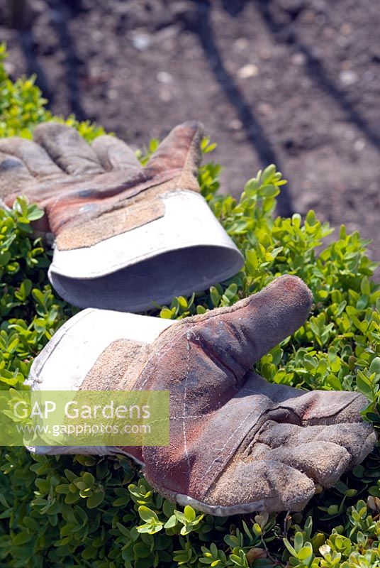 Heavy duty gardening gloves on box hedge