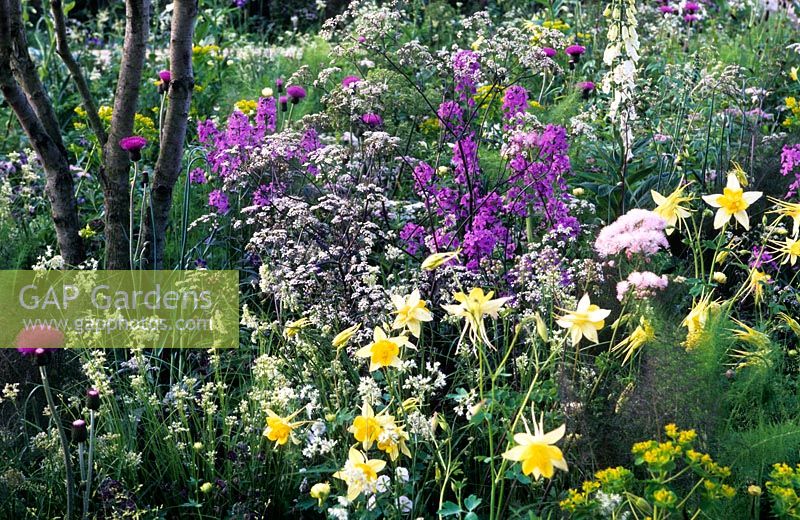 Wild cottage garden planting with border sweet rocket, Aquilegia and Anthriscus 'Ravenswing' - Garden - The QVC Garden, Design - Patrick Clarke and Sarah Price, Sponsor QVC