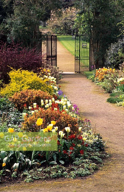 Entrance borders with gravel path and view through to wrought iron gates. Planting of Tulipa 'Golden Melody', Tulipa 'Spring Green' with golden Philadelphus - Parham, Sussex