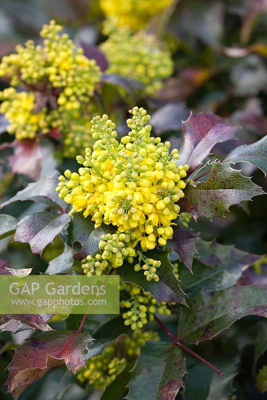 Mahonia aquifolium 'Apollo'