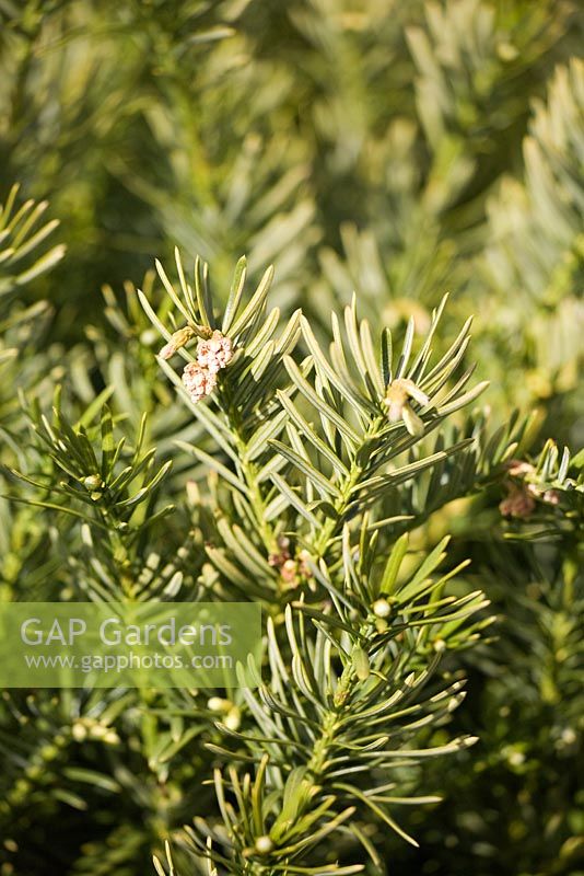 Cephalotaxus harringtonia 'Gnome' - Cow's tail Pine