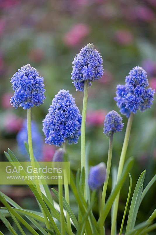 Muscari armeniacum 'Blue Spike'