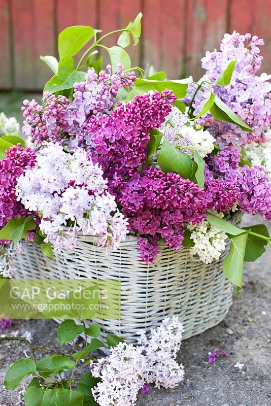 Syringa - Lilac in white wicker basket