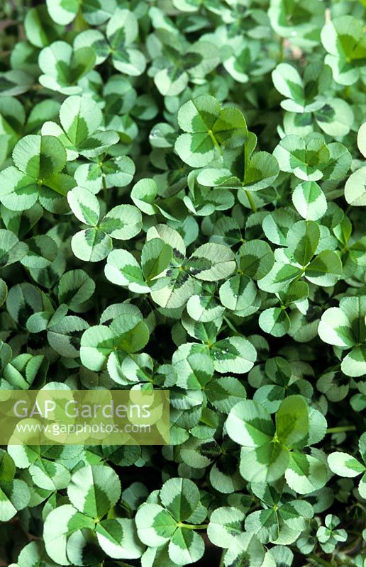 Trifolium repens 'Green Ice' - White clover 