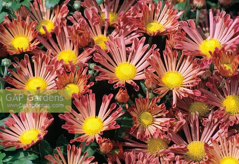 Chrysanthemum vivaldi