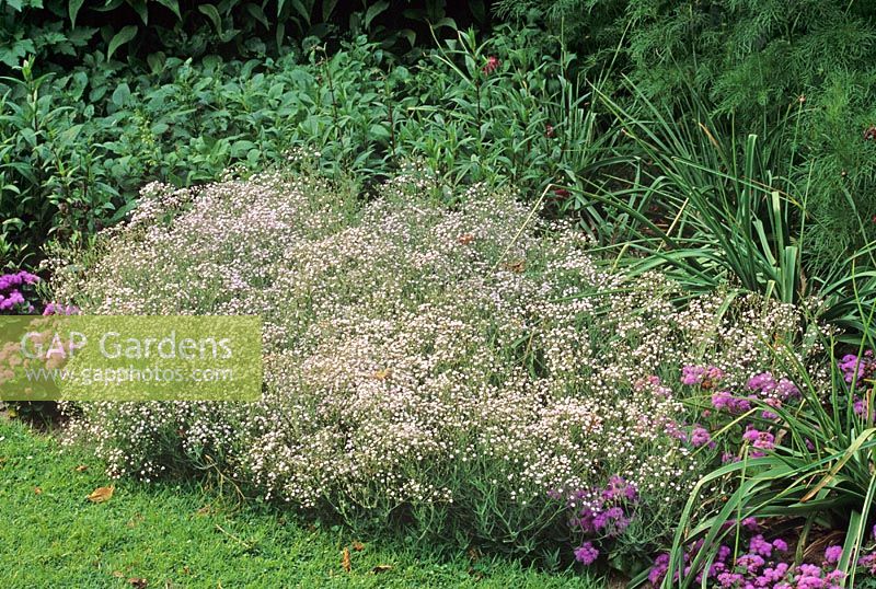 Gypsophila paniculata 'Compacta Plena' 