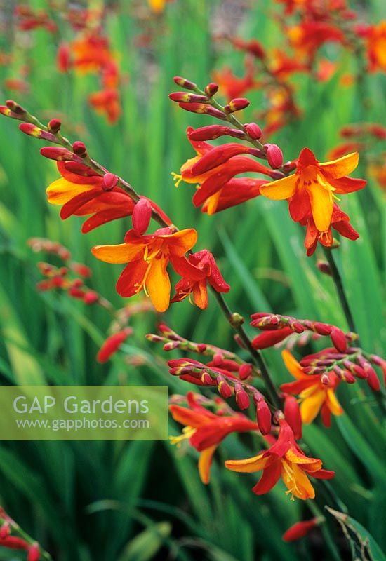 Crocosmia 'Jackanapes'