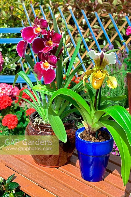 Orchidacea - Orchids in pots on wooden table in garden