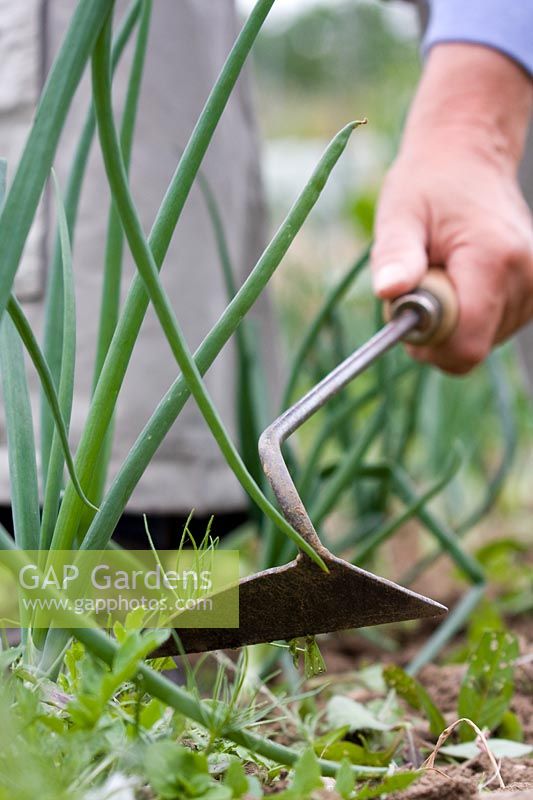 Using an onion hoe to remove weeds from onion bed