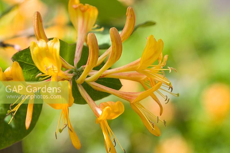 Lonicera x tellmaniana