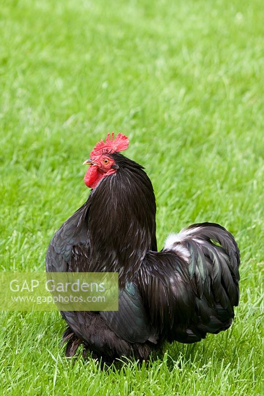 Bantam cock on lawn