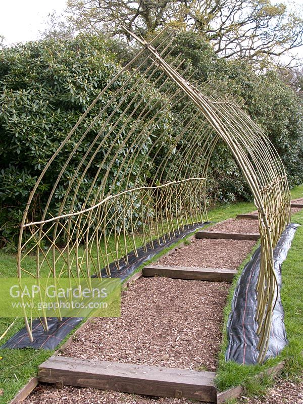 Willow tunnel