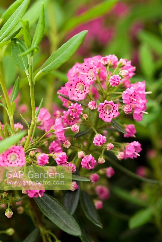 Kalmia angustifolia f. rubra