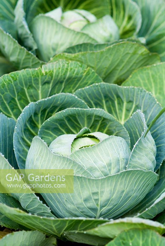 Cabbage - RHS Chelsea Flower Show 2008