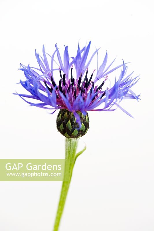 Centaurea flower 